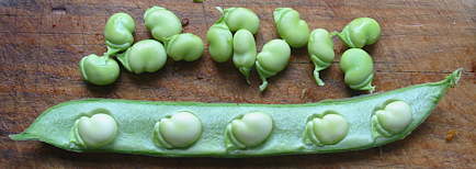 Broad Bean Super Aquadulce Autumn Sowing Vegetable Seeds 20 Organic Seeds\u2026 Easy to Grow