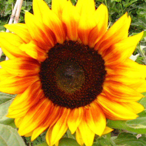 plant picture