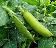 plant picture