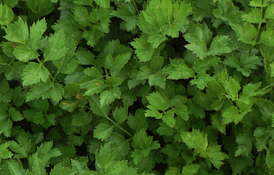 plant picture