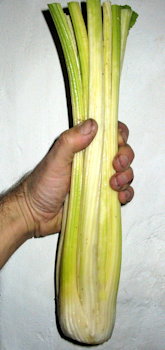 plant picture
