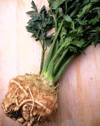 plant picture