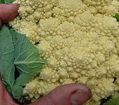 plant picture