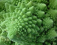 plant picture