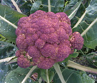 plant picture