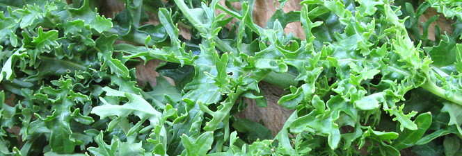 plant picture