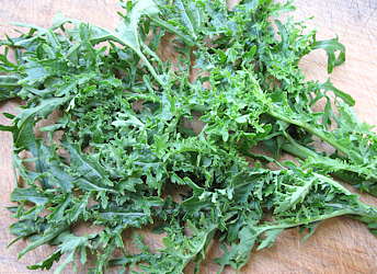 plant picture
