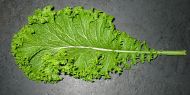 plant picture