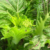 plant picture