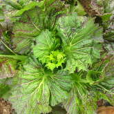 plant picture