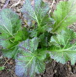 plant picture