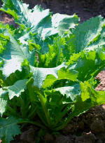 plant picture