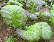 plant picture