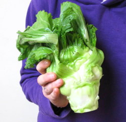 plant picture
