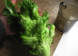 plant picture