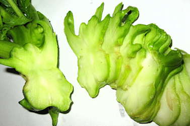 plant picture