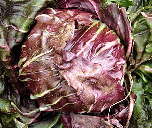 plant picture